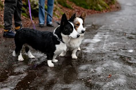 柯基幼犬咳嗽多久能好?與其說是個問題，不如說是對狗兒健康的關切。