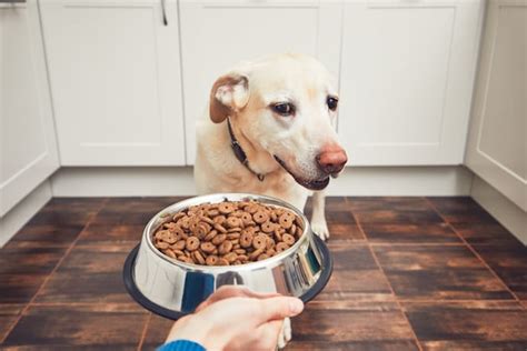 茶杯犬不怎麼喫飯，這是否意味著主人需要更加注重其營養攝取？